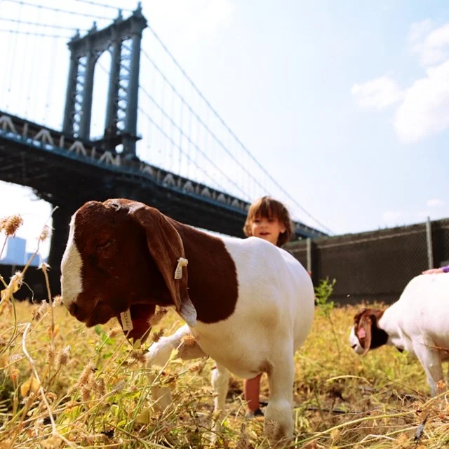 John Street Pasture, 2014, Close Up, Boer Goat and Youth interaction