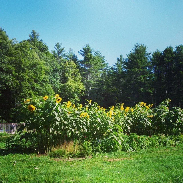 Raised Earthen Bed Intensive Cultivation, 2014, SkyDog Farm, Narrowsburg, New York