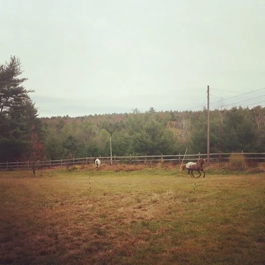 SkyDog Fall Frolic, 2014, SkyDog Farm, Narrowsburg, New York