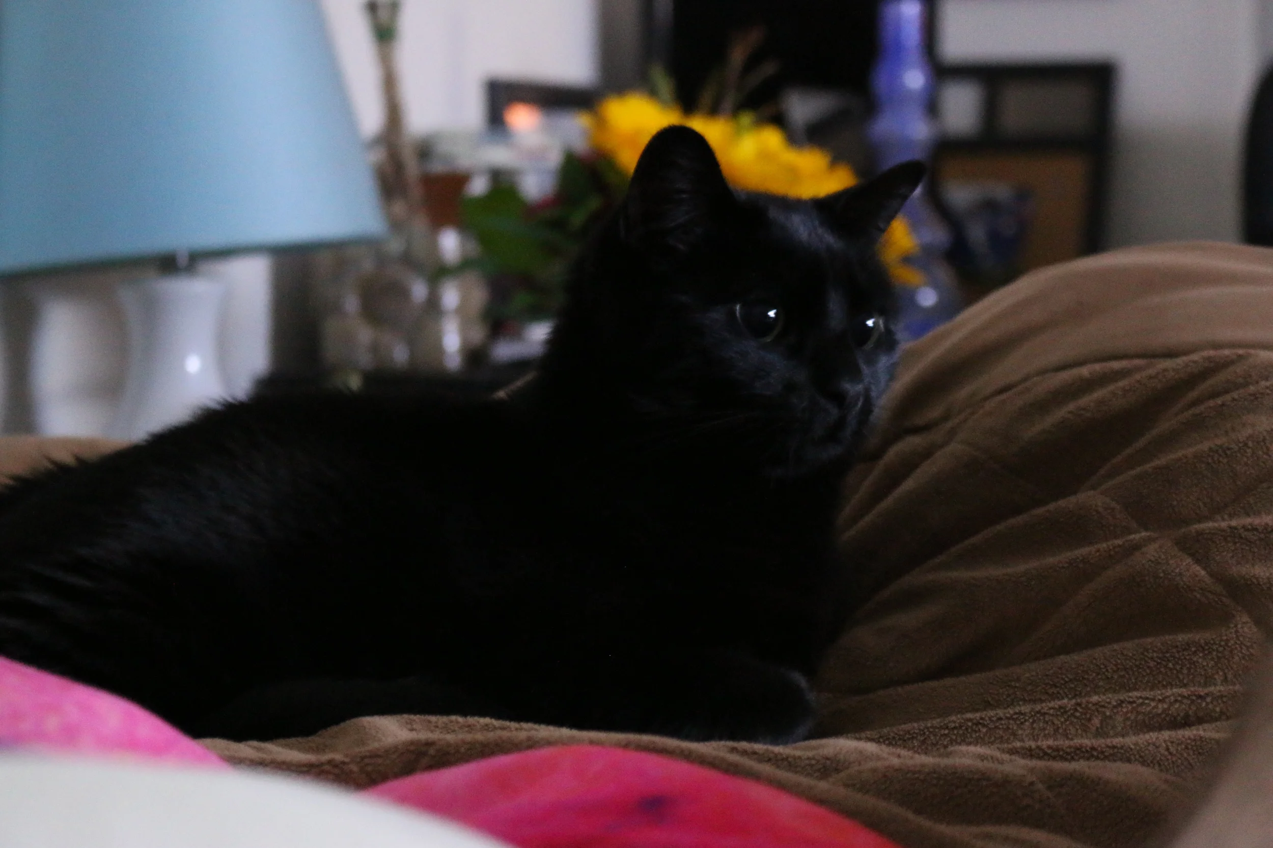 Oh man my kitttttyyy