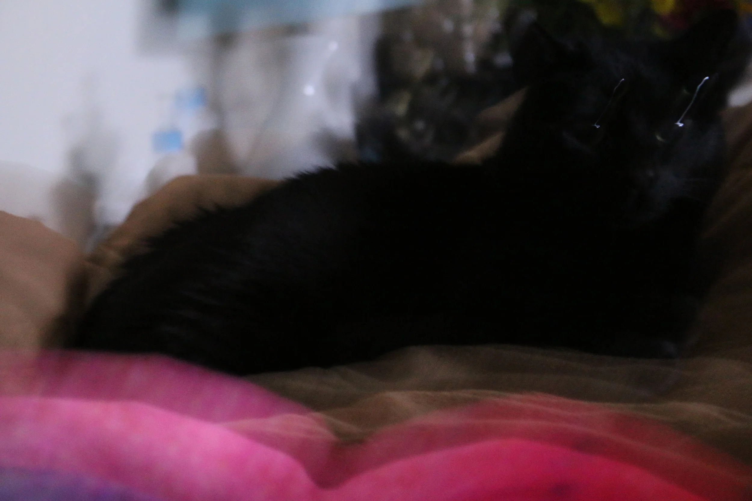 cat cat cat