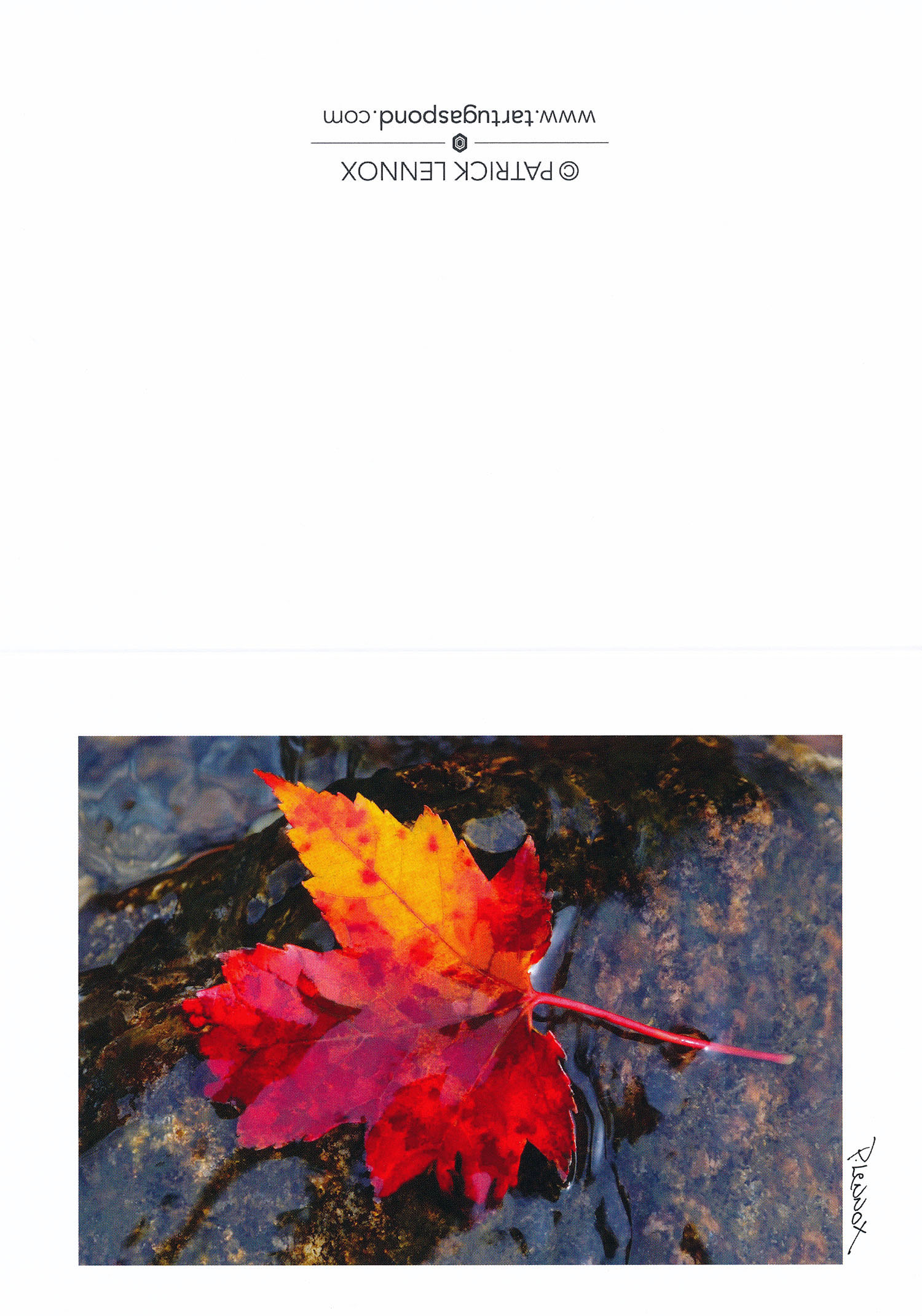 Blueridge Fall_Web2.jpg