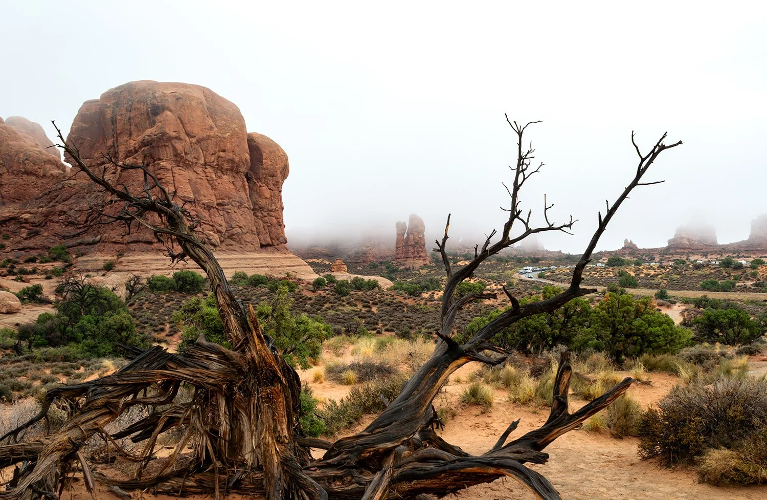 Rock Formation and Tree.jpg