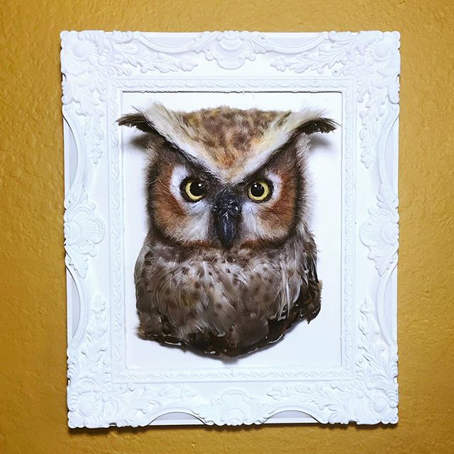 The latest commissioned Wilde Animal Head- a Great Horned Owl! •
•
While the Great Horned Owls are not endangered, the person who purchased this owl is giving it to his son for his birthday because his son is fascinated by owls! I’m always open to creating custom animal heads! Just shoot me a message if interested!•
•
•
•
#fauxtaxidermy #greathornedowl #owl #endangeredart #makeadifference #smallchanges #faketaxidermy #sculpture #animalsculpture #birdsofinstagram #owlsofinstagram