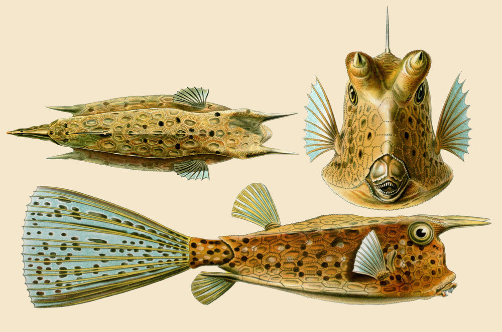 Amazing-Beautiful-Old-Biology-Science-Drawings-1904-by-Ernst-Haeckel-Fishes.jpg