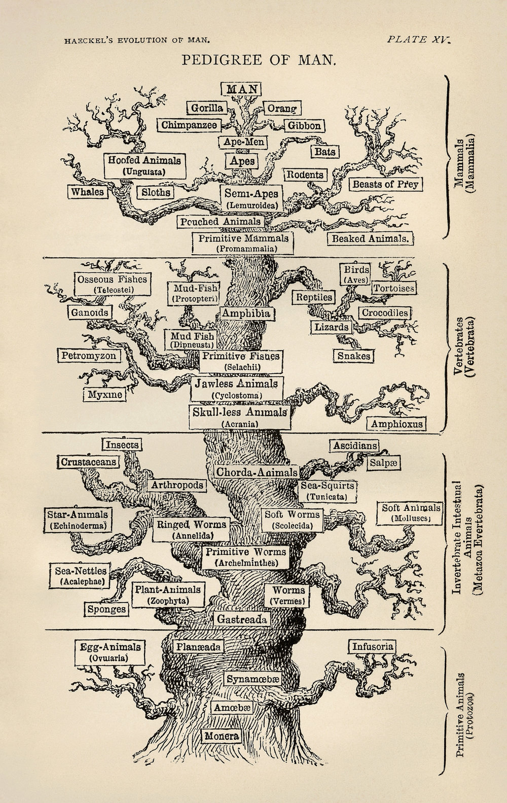 Tree_of_life_by_Haeckel.jpg