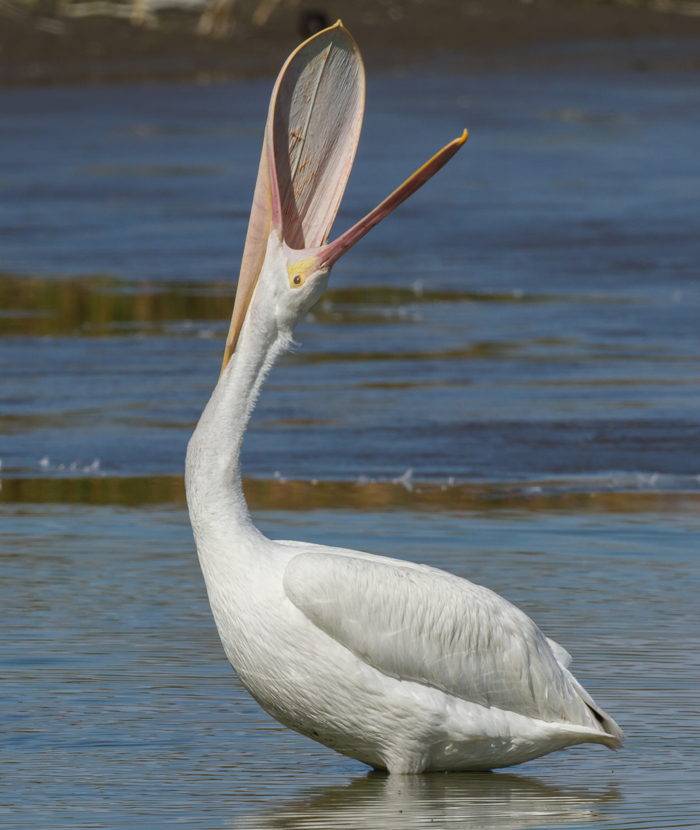 white-pelican-pouch-stretch-vertical.jpg