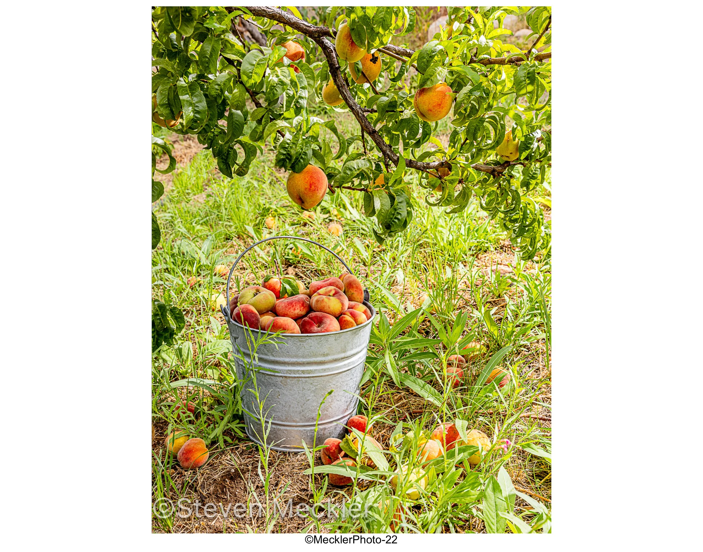 MecklerPhoto Web Gallery-22.jpg