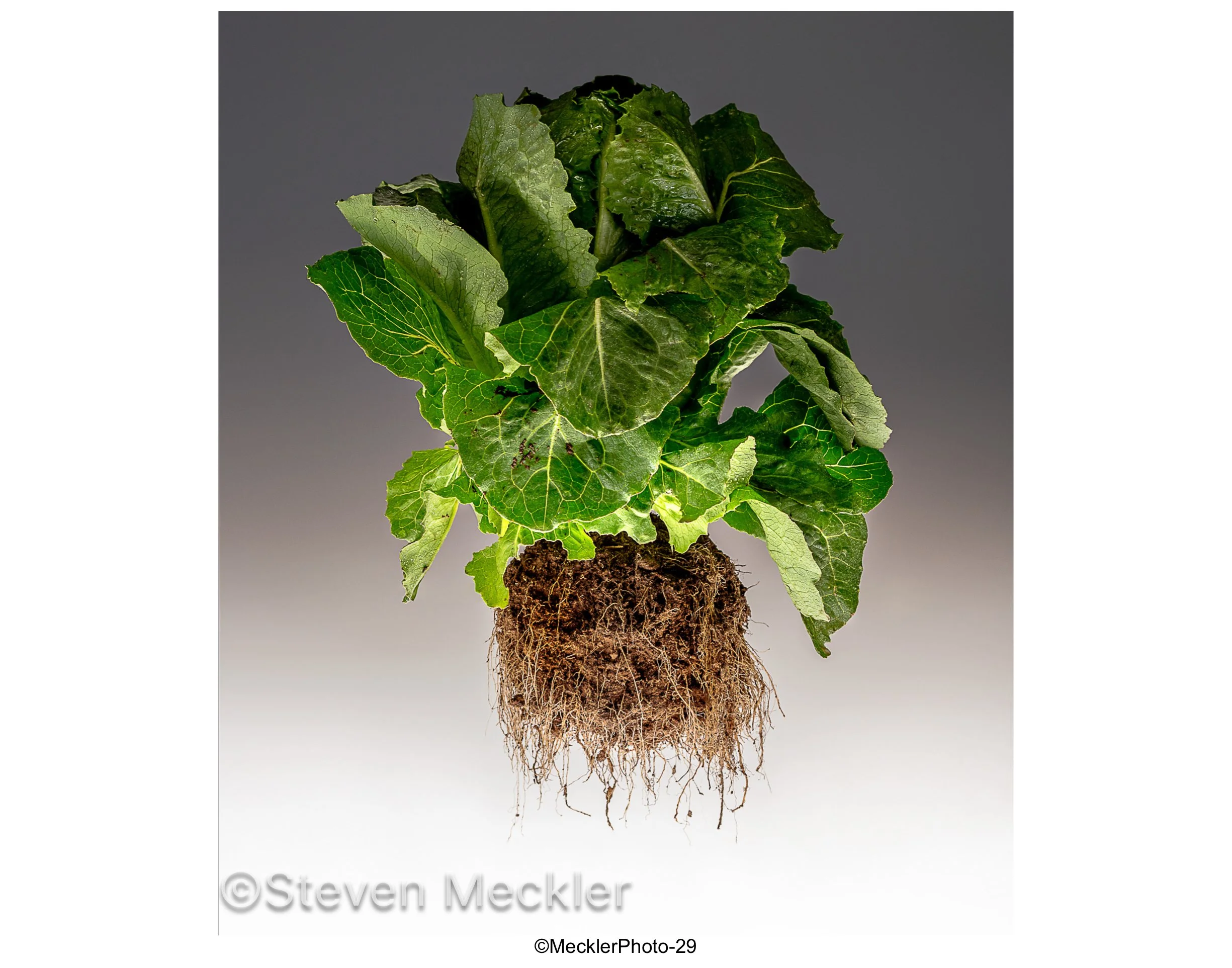 MecklerPhoto Web Gallery-29.jpg