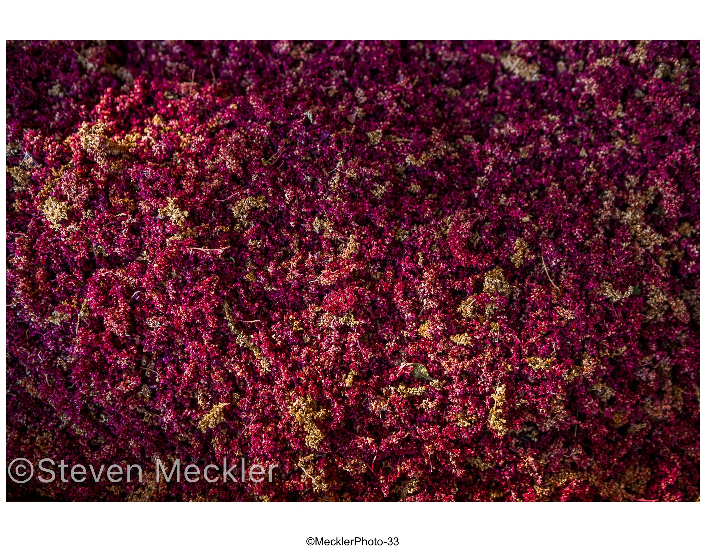 MecklerPhoto Web Gallery-33.jpg