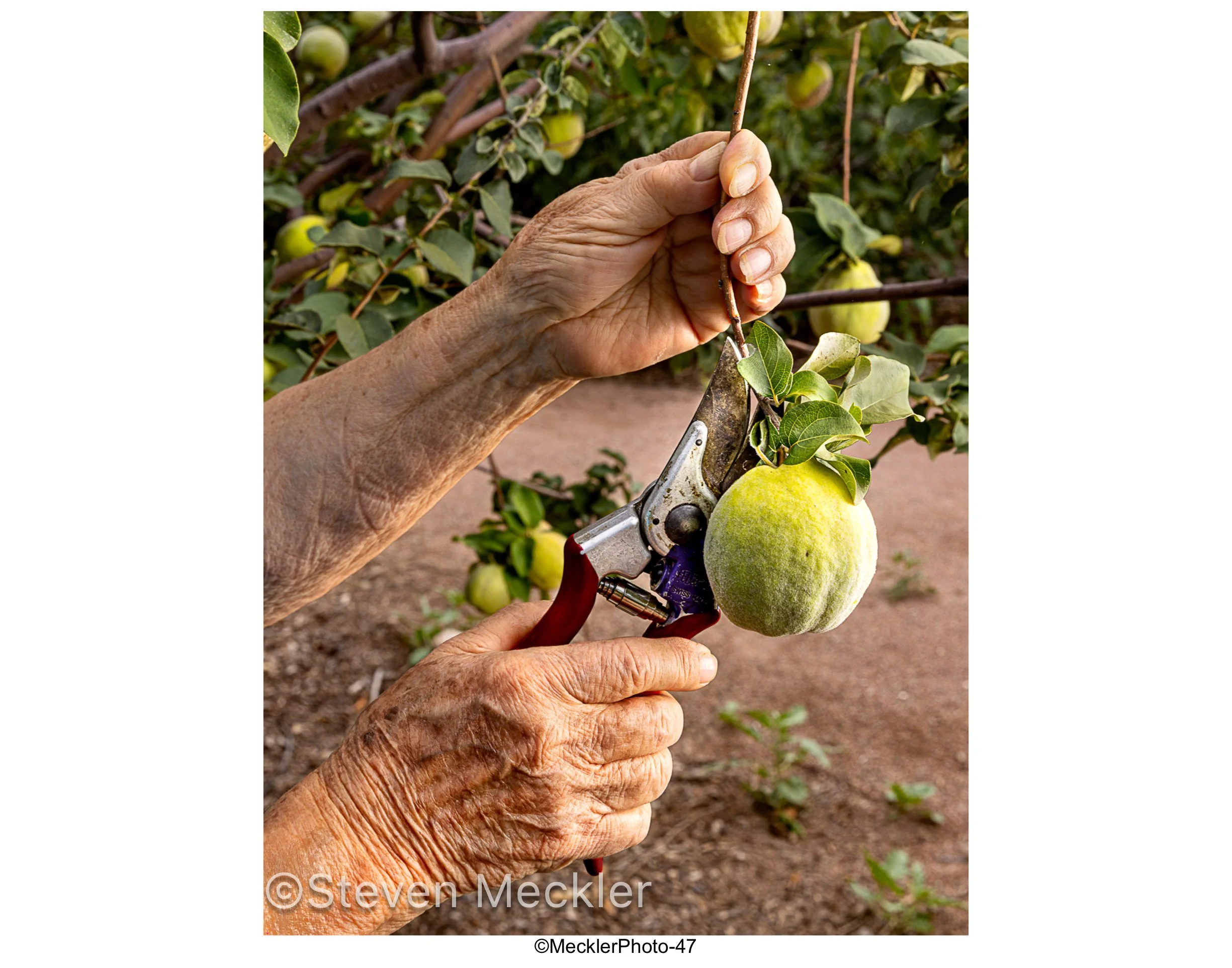 MecklerPhoto Web Gallery-47.jpg