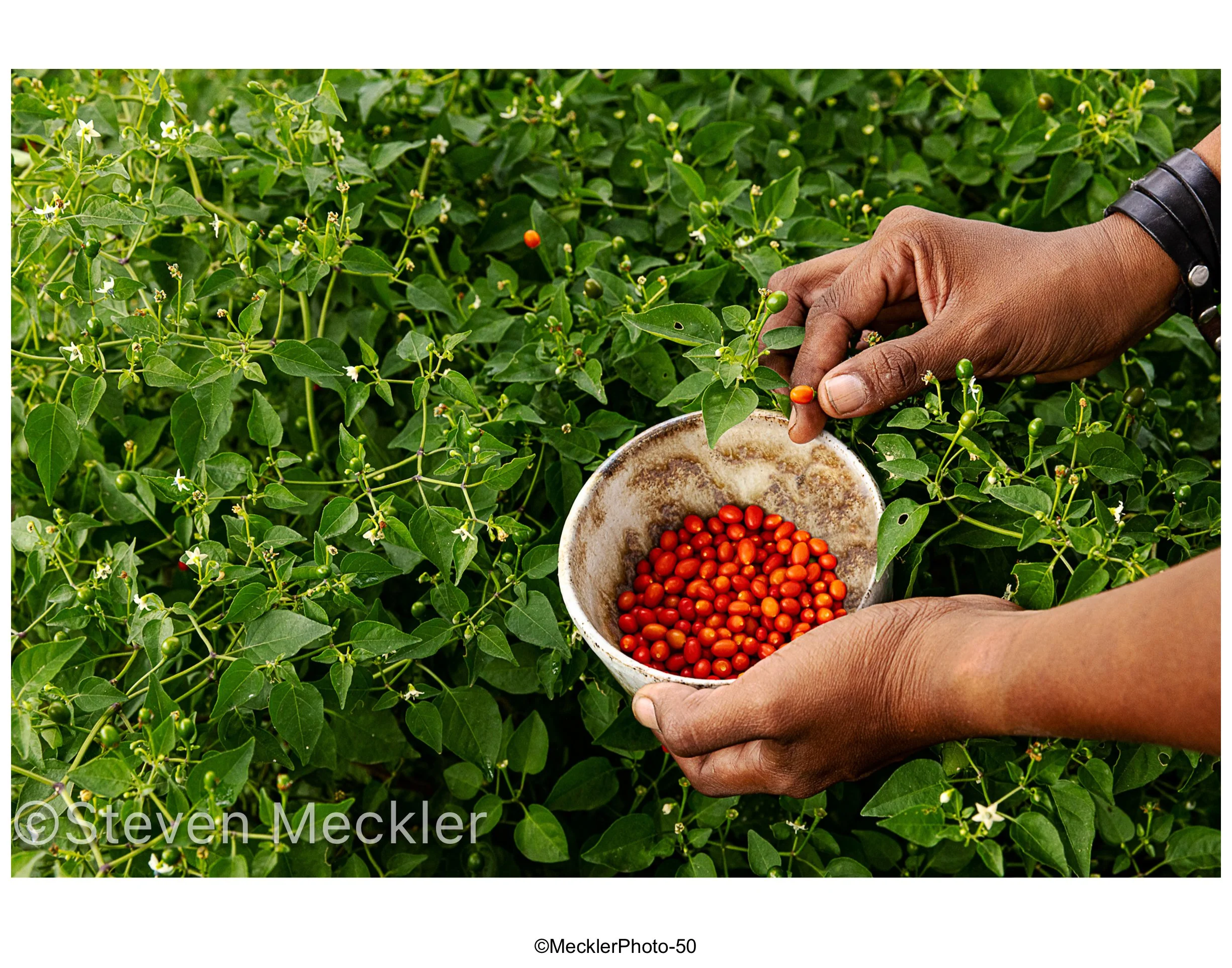 MecklerPhoto Web Gallery-50.jpg