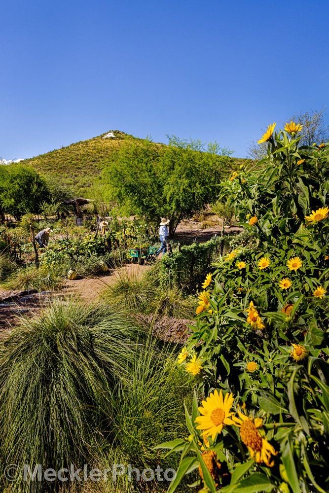 MecklerPhoto-Gardens-11-03220322-F.jpg
