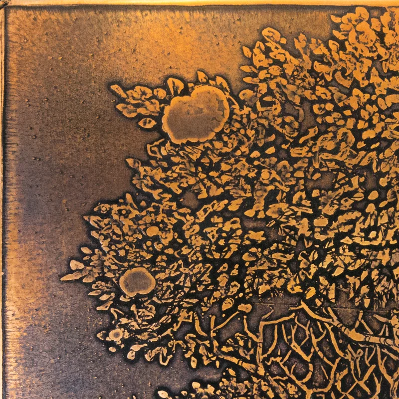 GnarlyTree_Nicholas_Knudson_4.jpg