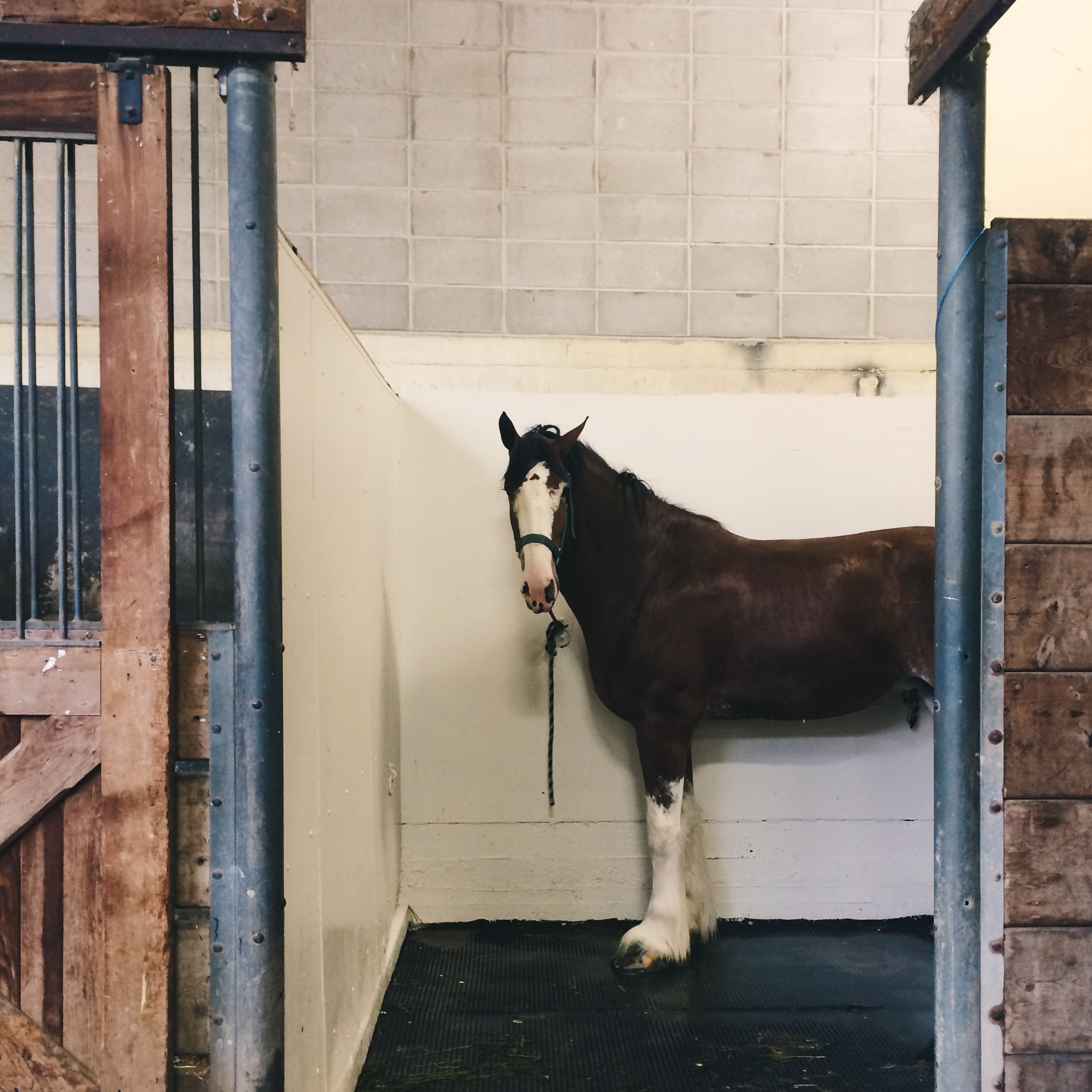  Rita here (@mamacita.rita) posting live from the @mnstatefair. Coming to The Great Minnesota Get Together with my kids means visiting ALL the animal barns. The Clydesdales remain my favorite though. #mystatefair  