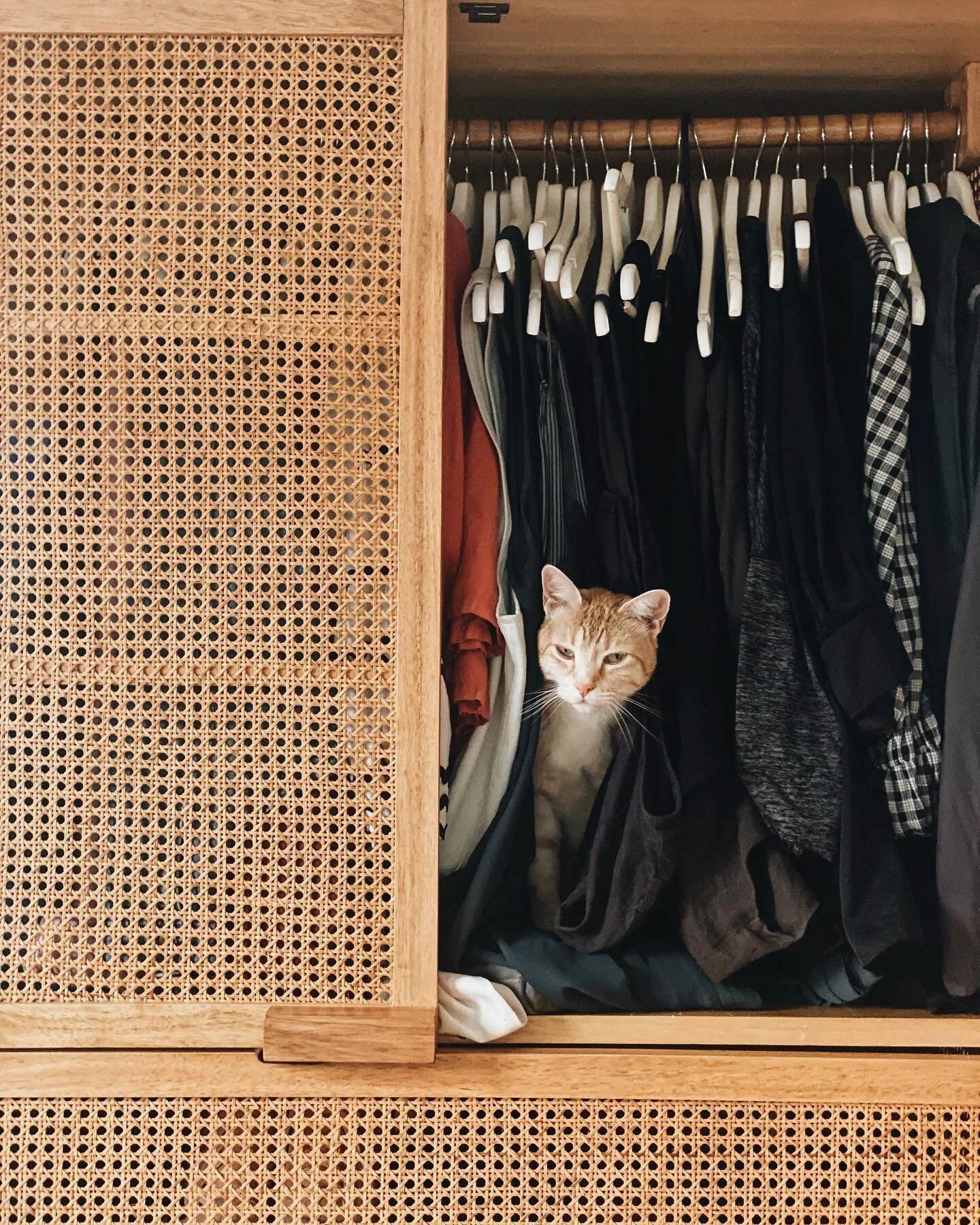 No this is not your cat bed and why did you choose the black side 😩 #rumirajagram