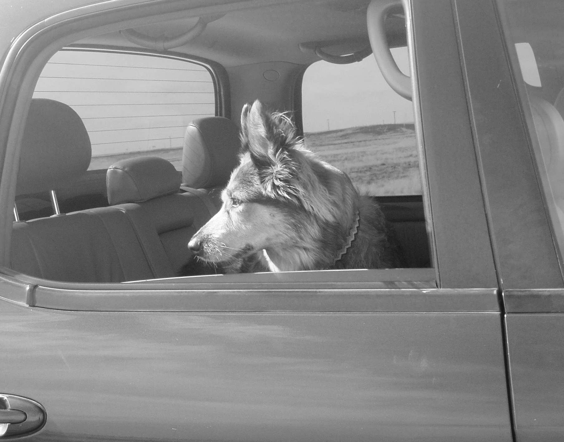 Sonoita The Dog