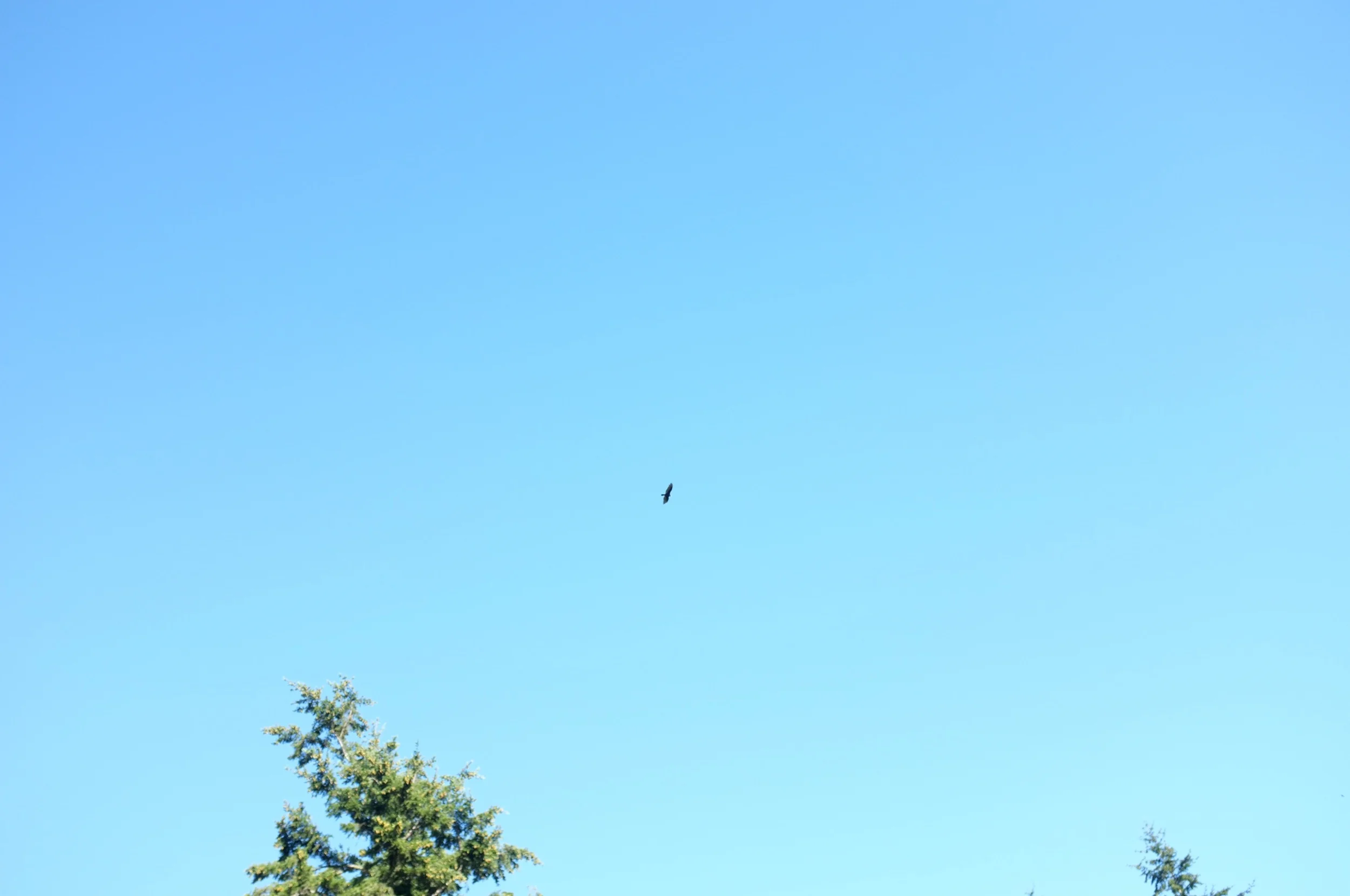 DSCF6642