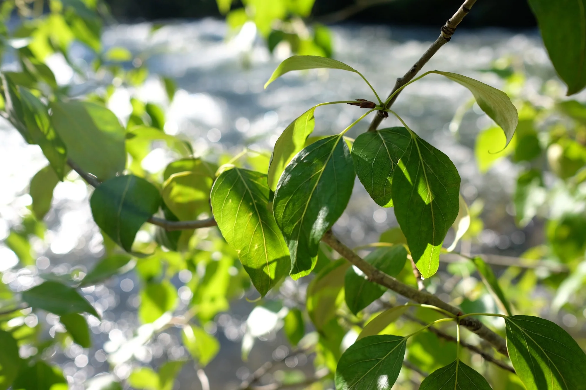 DSCF6117.JPG