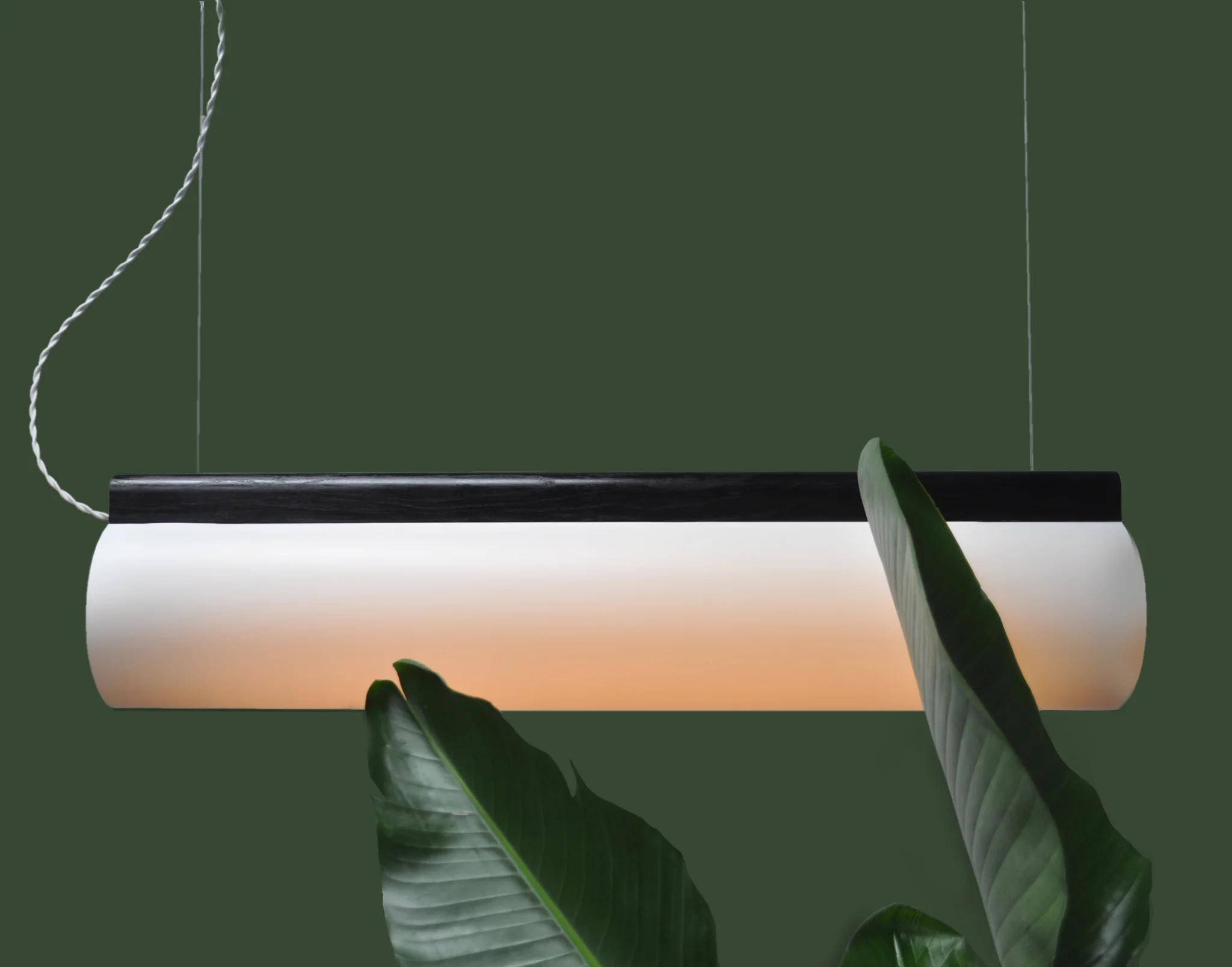 front view with plant.jpg