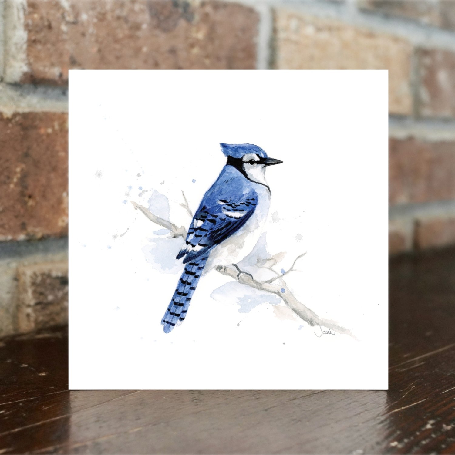 Blue Jay - Web.jpg