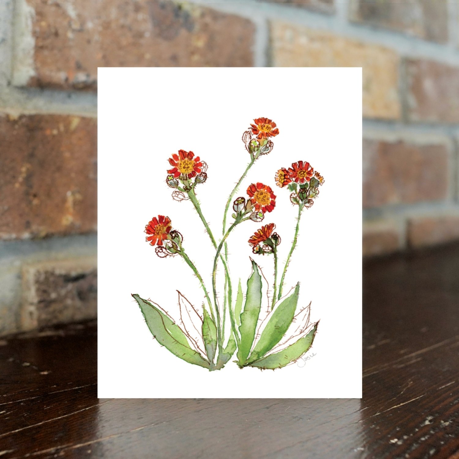 Hawkweed