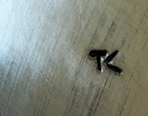 TC-stamp.gif