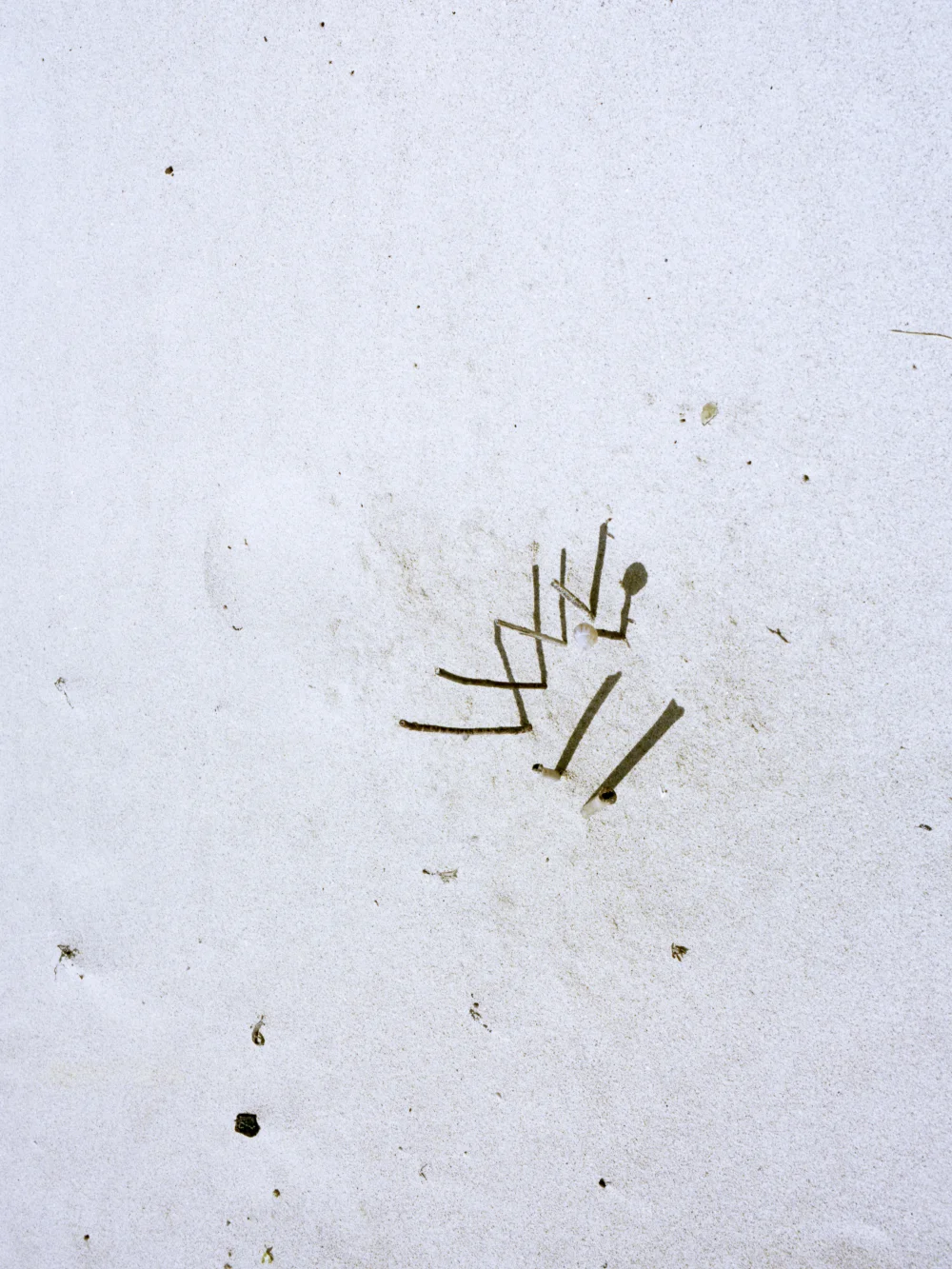 sticks_2_crop_small.jpg
