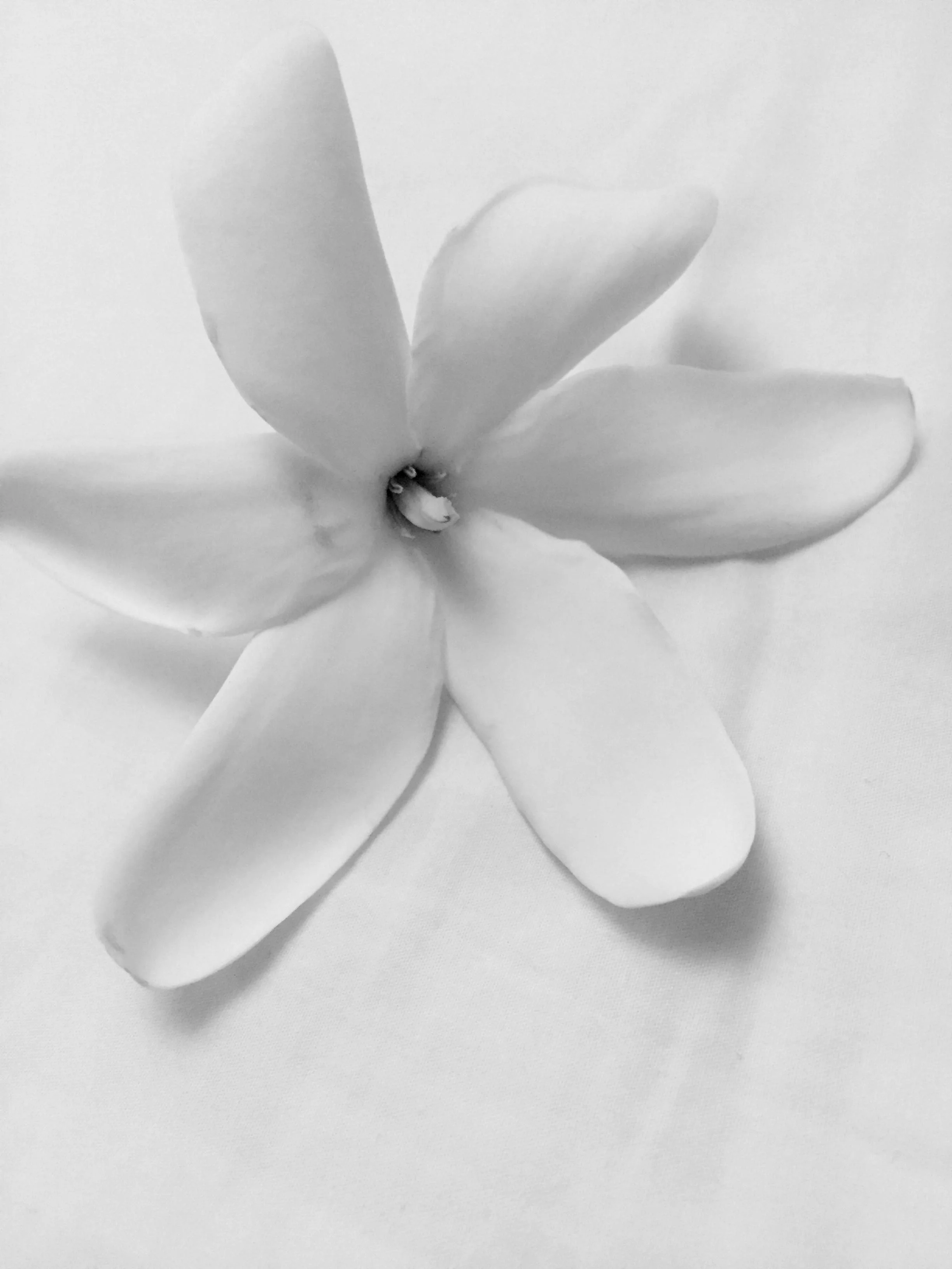 Tahitian gardenia.jpg