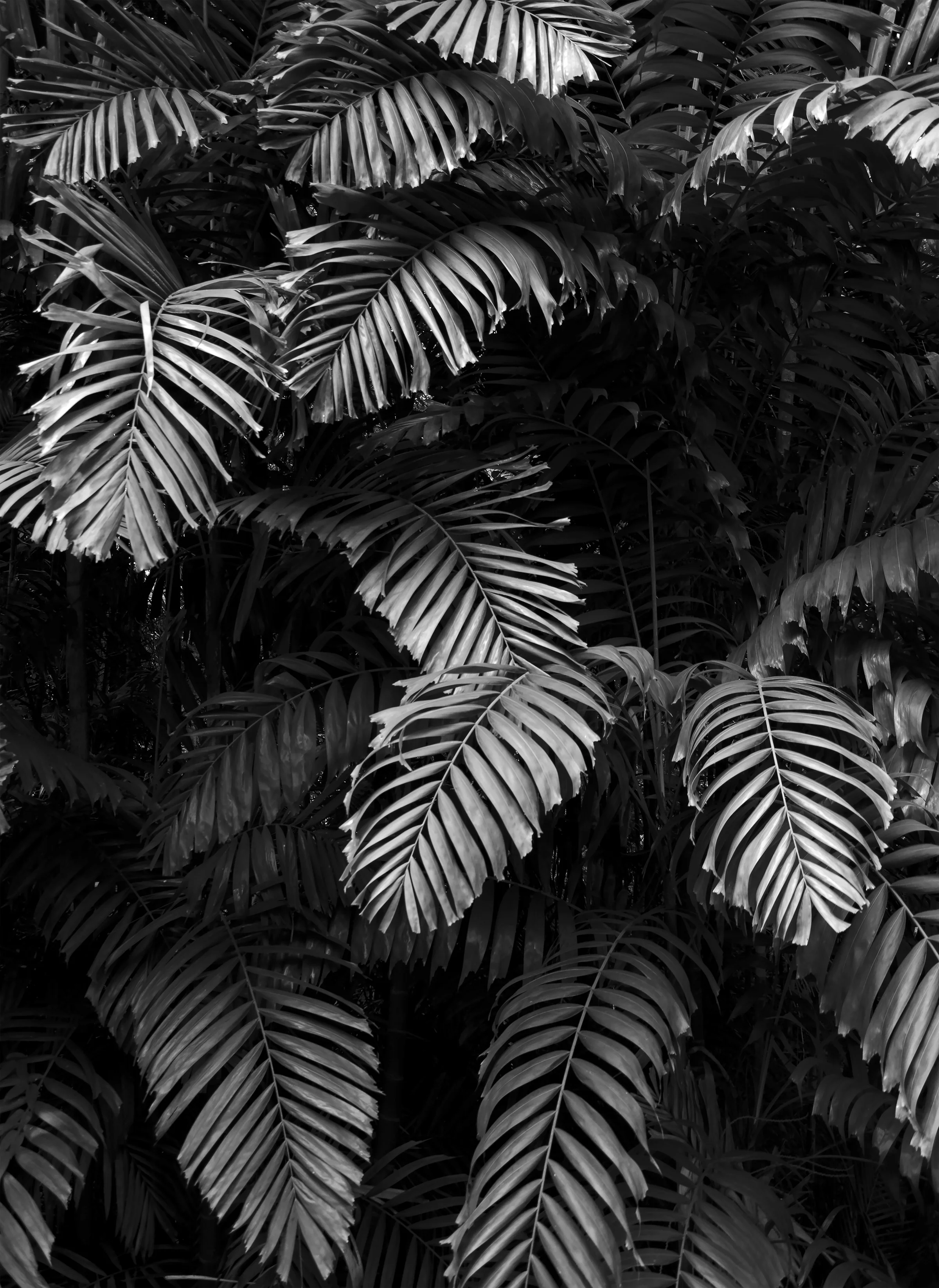palm-leaves.jpg
