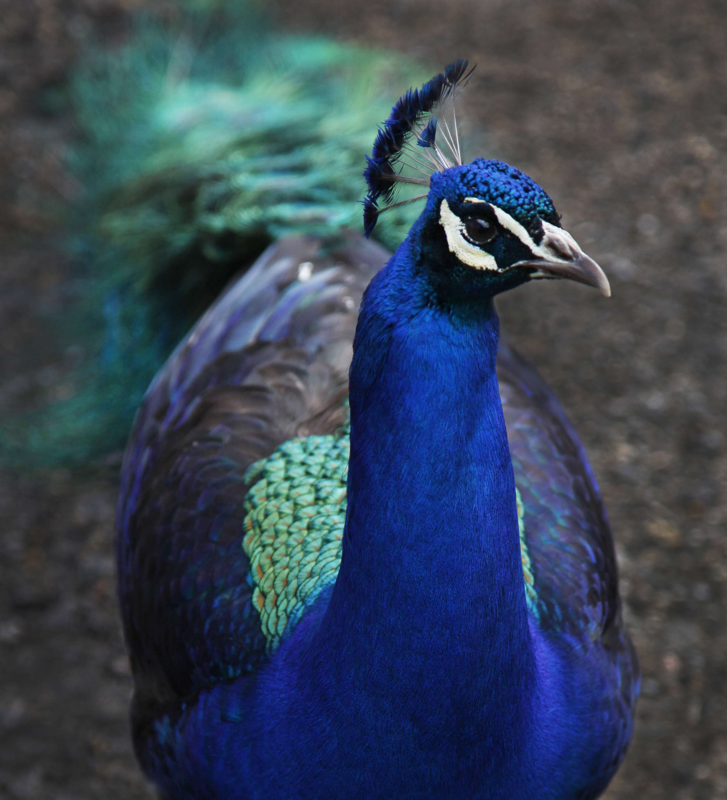 Wild Peacock 