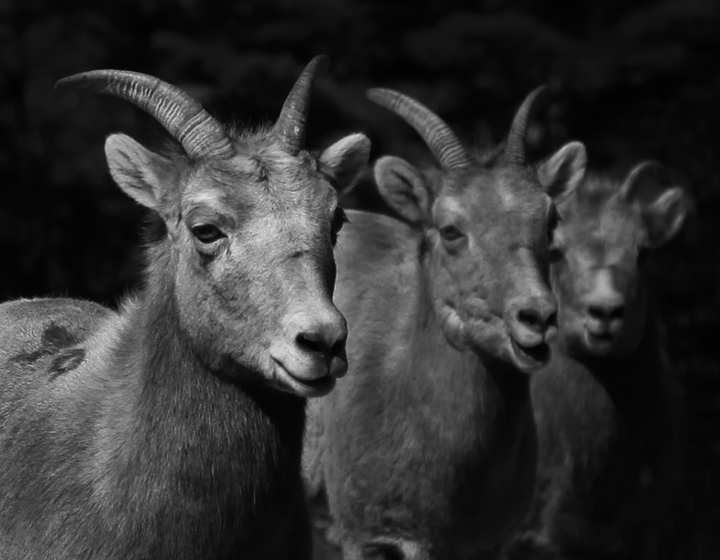 Colorado Mountain Goats