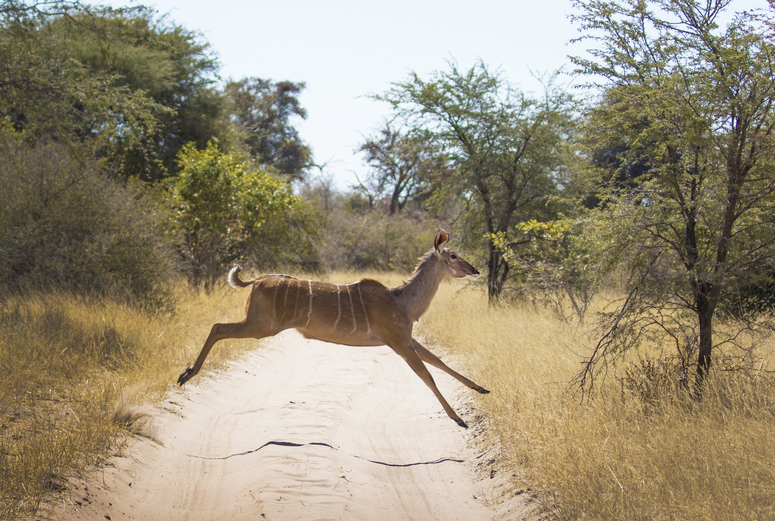 Kudu Crossing