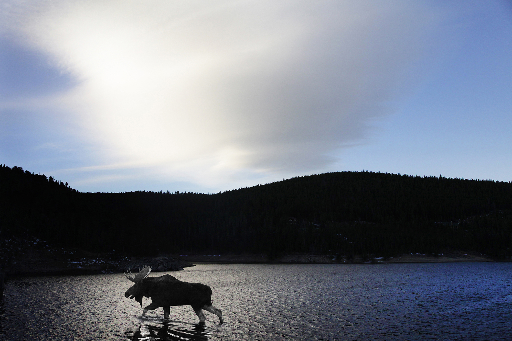 Moose in Ned Res