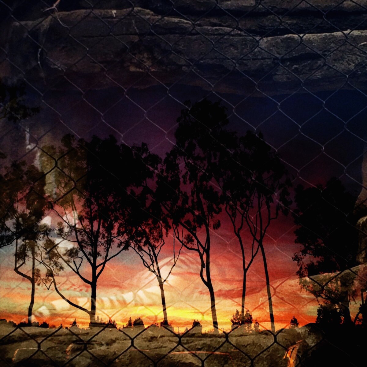 Tiger is sleeping in the cage. He said, wake me up when the September ends.