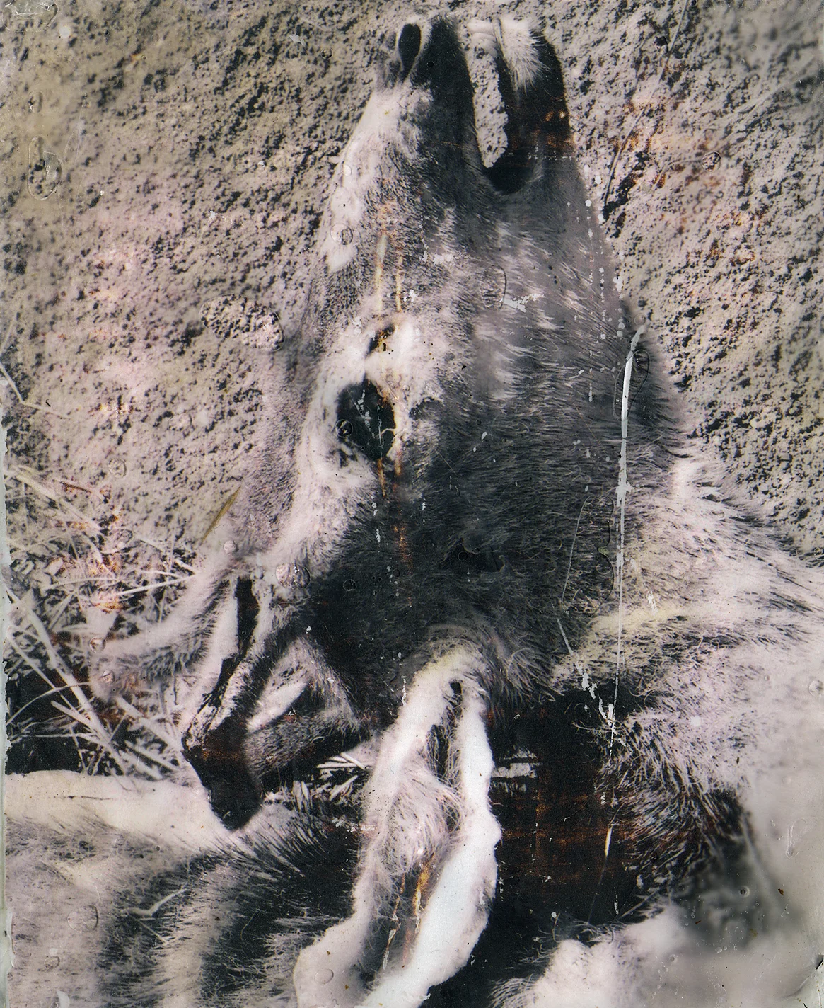 fawn_c.jpg