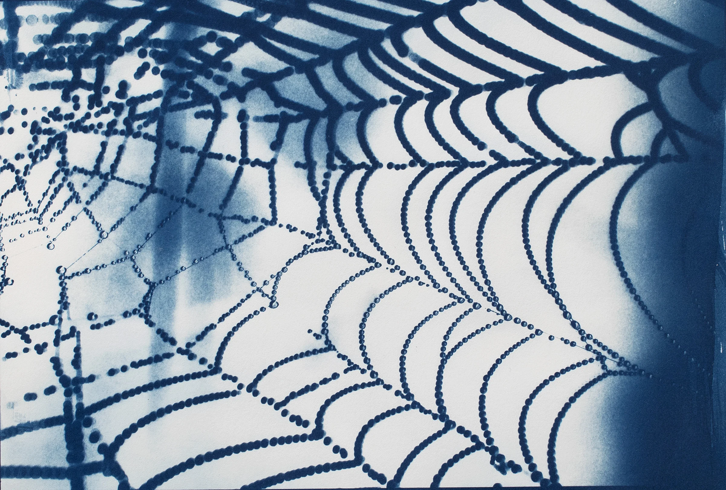  Web Spiral  2016  cyanotype on Arches Platine paper 