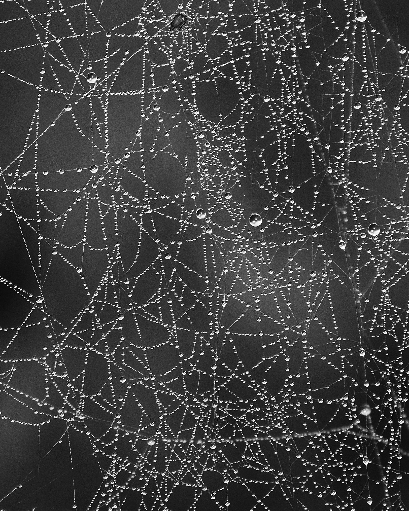 web constellation.jpg