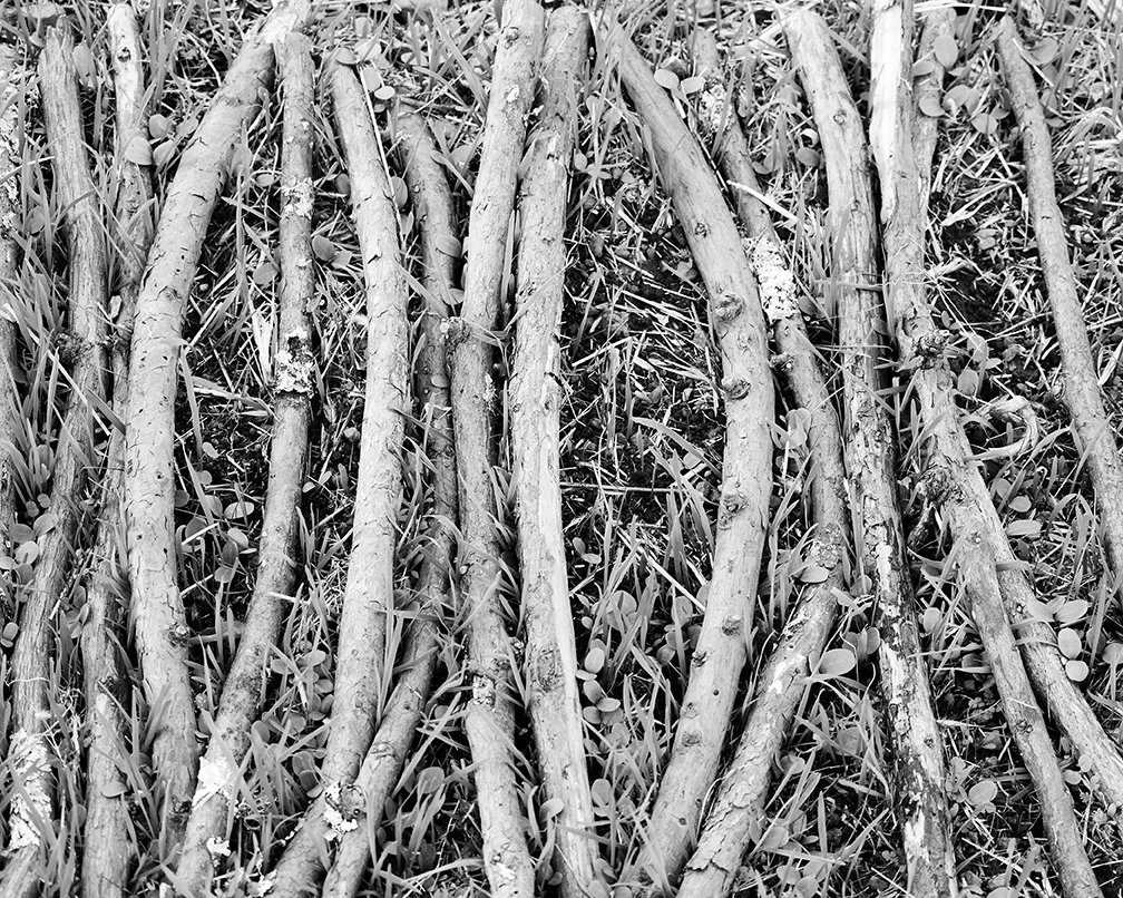 rows_of_sticks.jpg