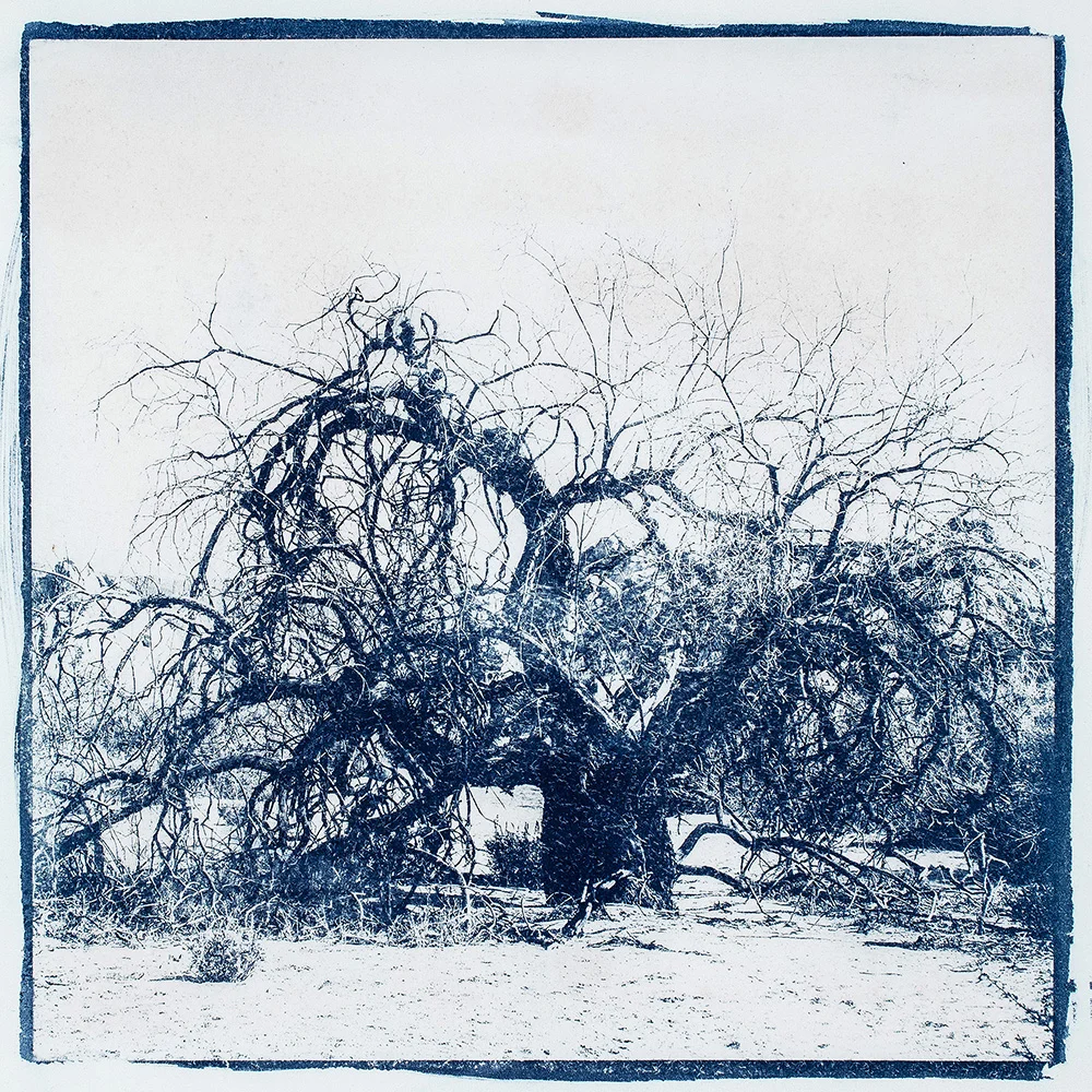 GrewSarah-OldWomanWillow.jpg