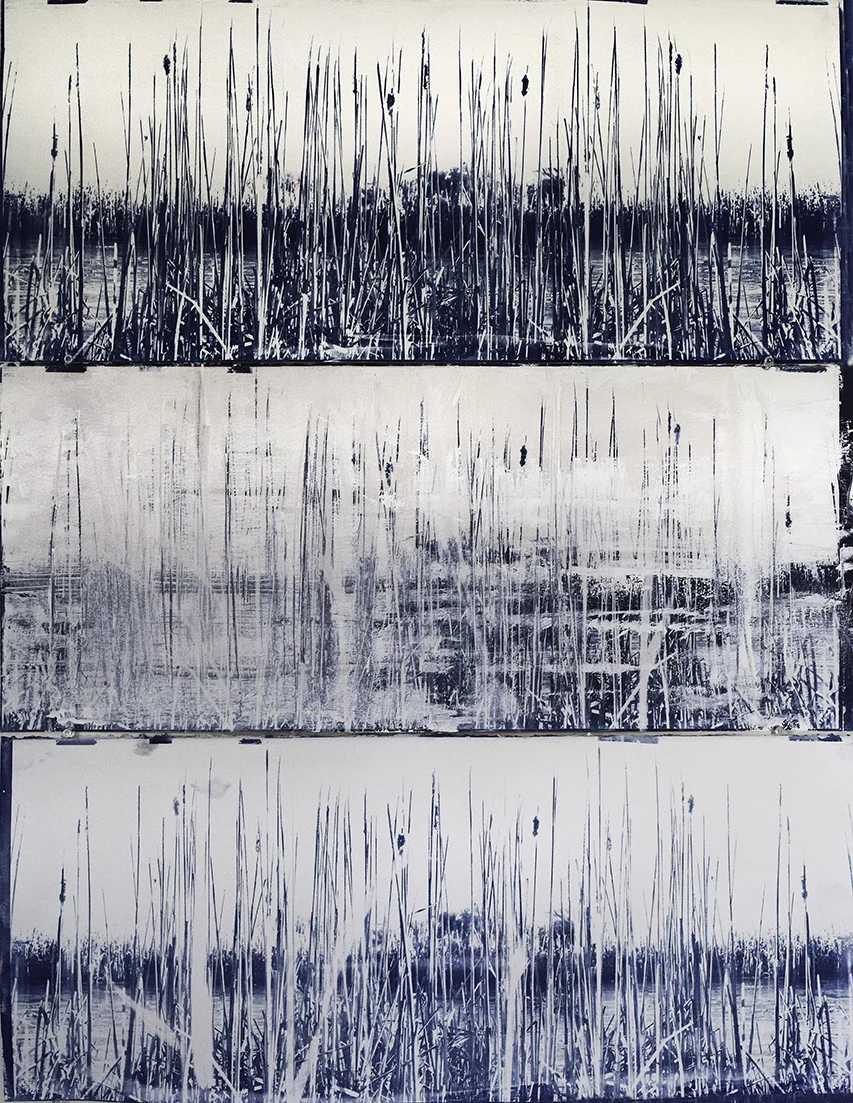  Repeating Reeds  2018  Cyanotype and Acrylic on paper mounted on panel  33” x 26” 