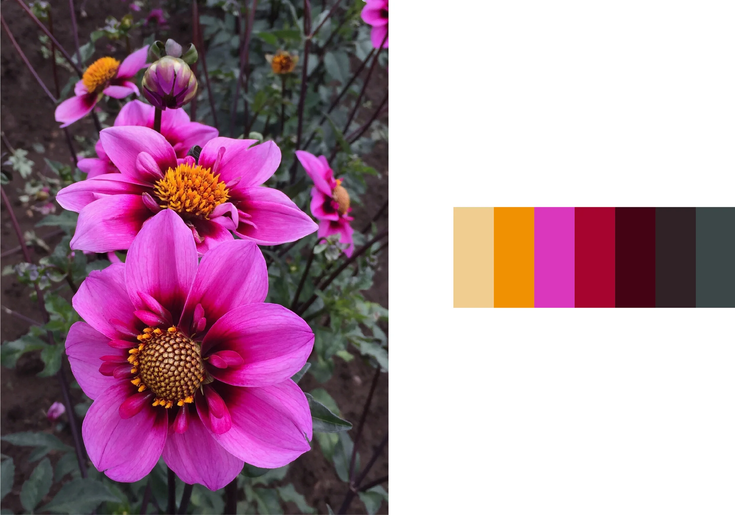 Color_Palette_Exploration-07.jpg