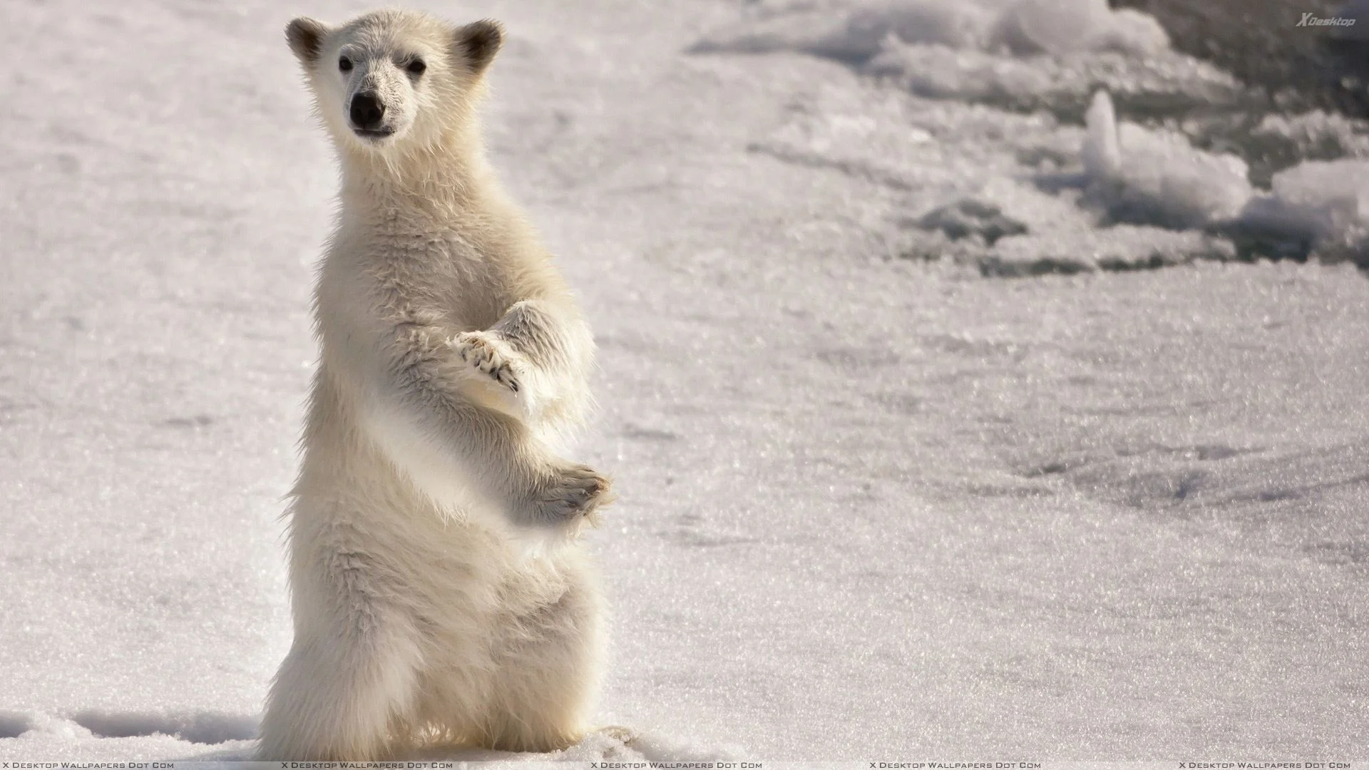 Ironic Rebound - Why Suppressing Thoughts Doesn't Work