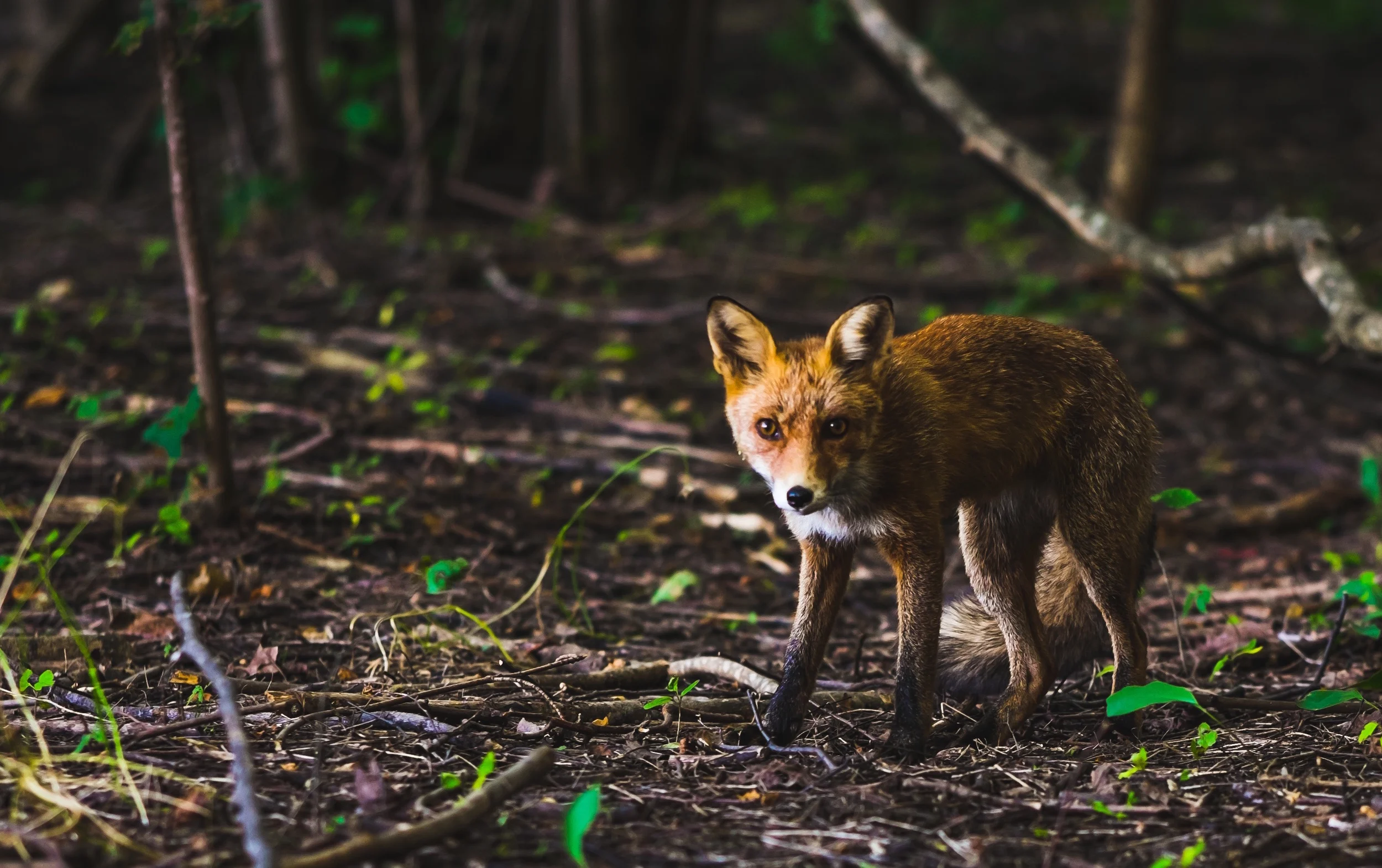 How Fear Kills Your Willpower—And How to Fight Back
