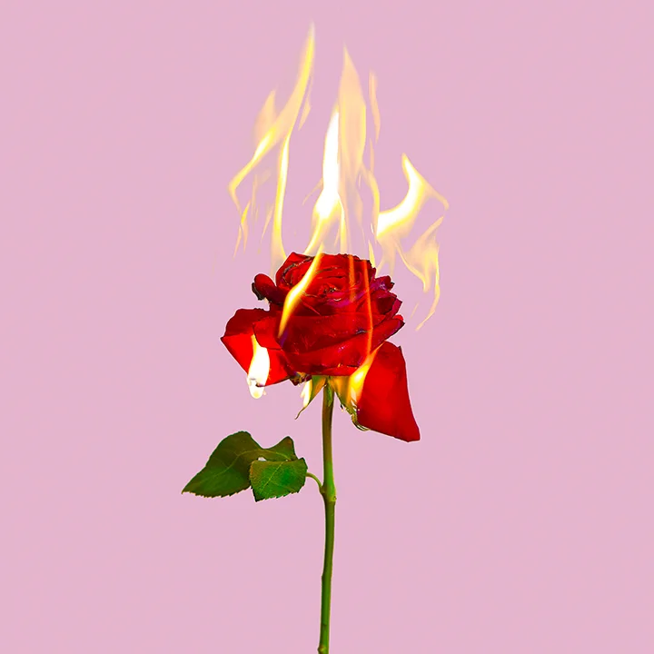 red rose web .jpg