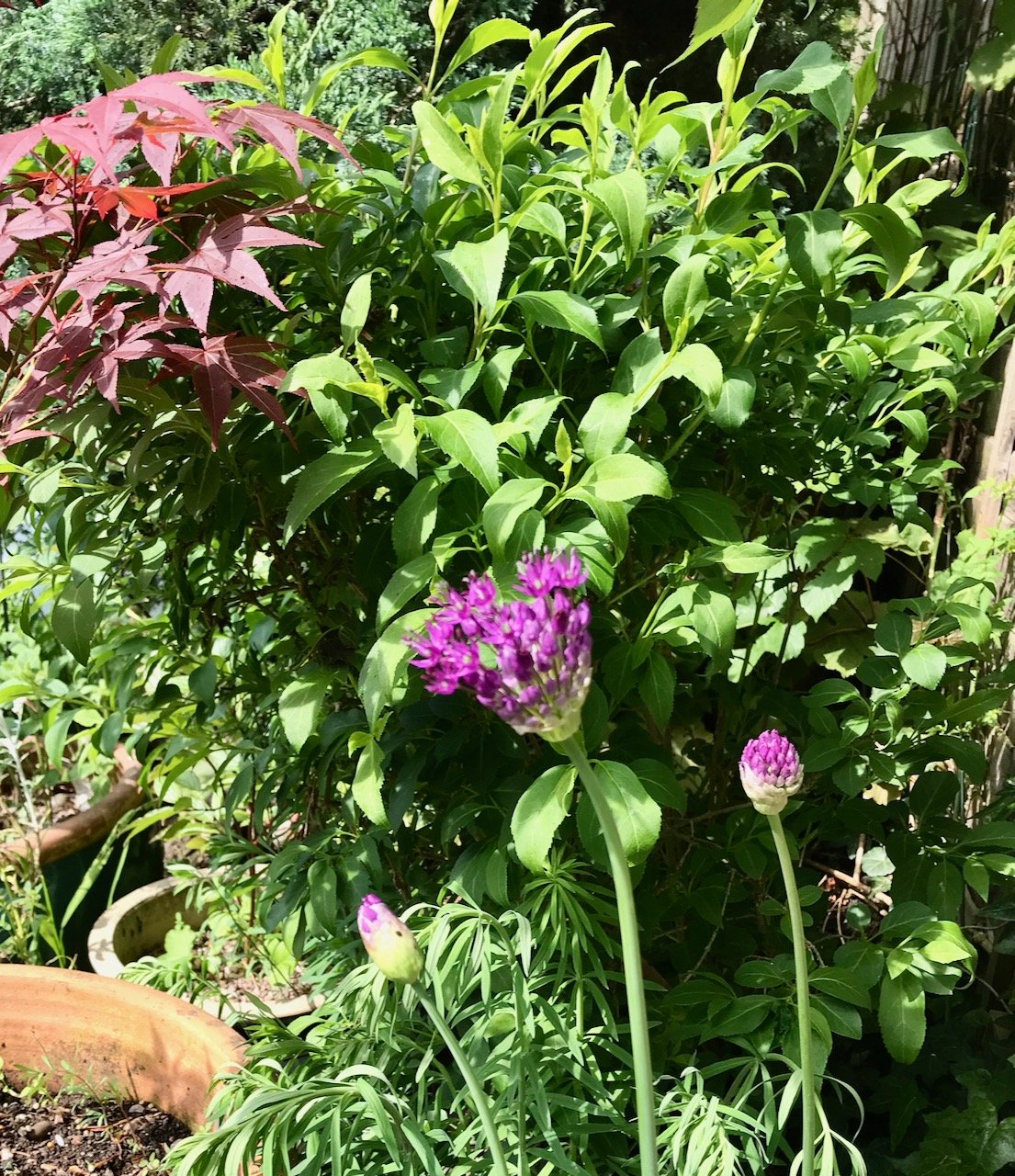 Three purple alliums starting to flower to the right of the acer