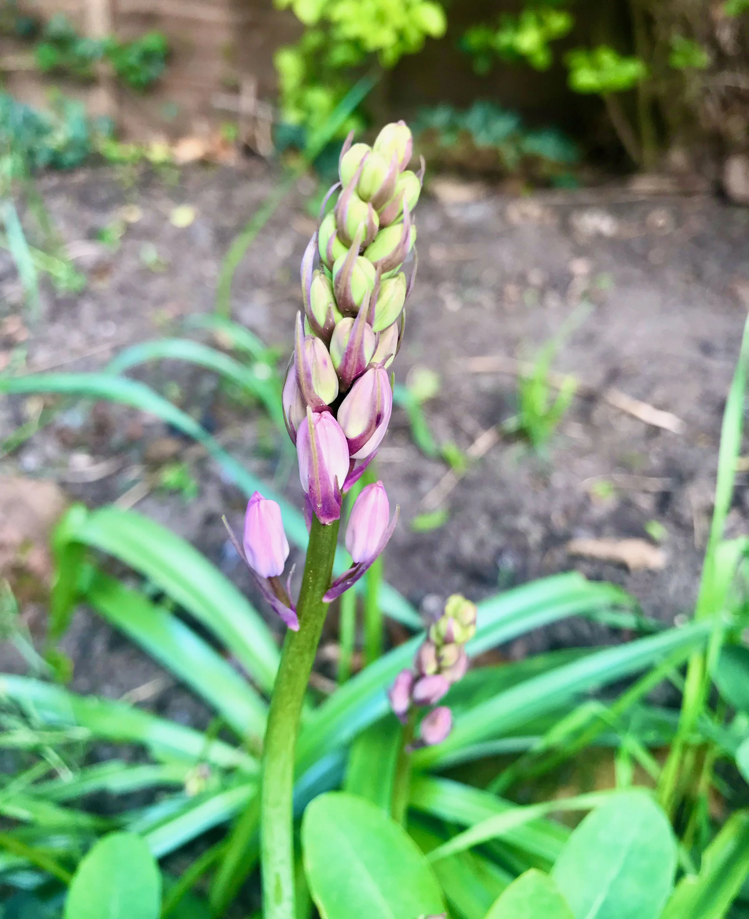 A closeup of a not-blue-but-pink-bell about to flower