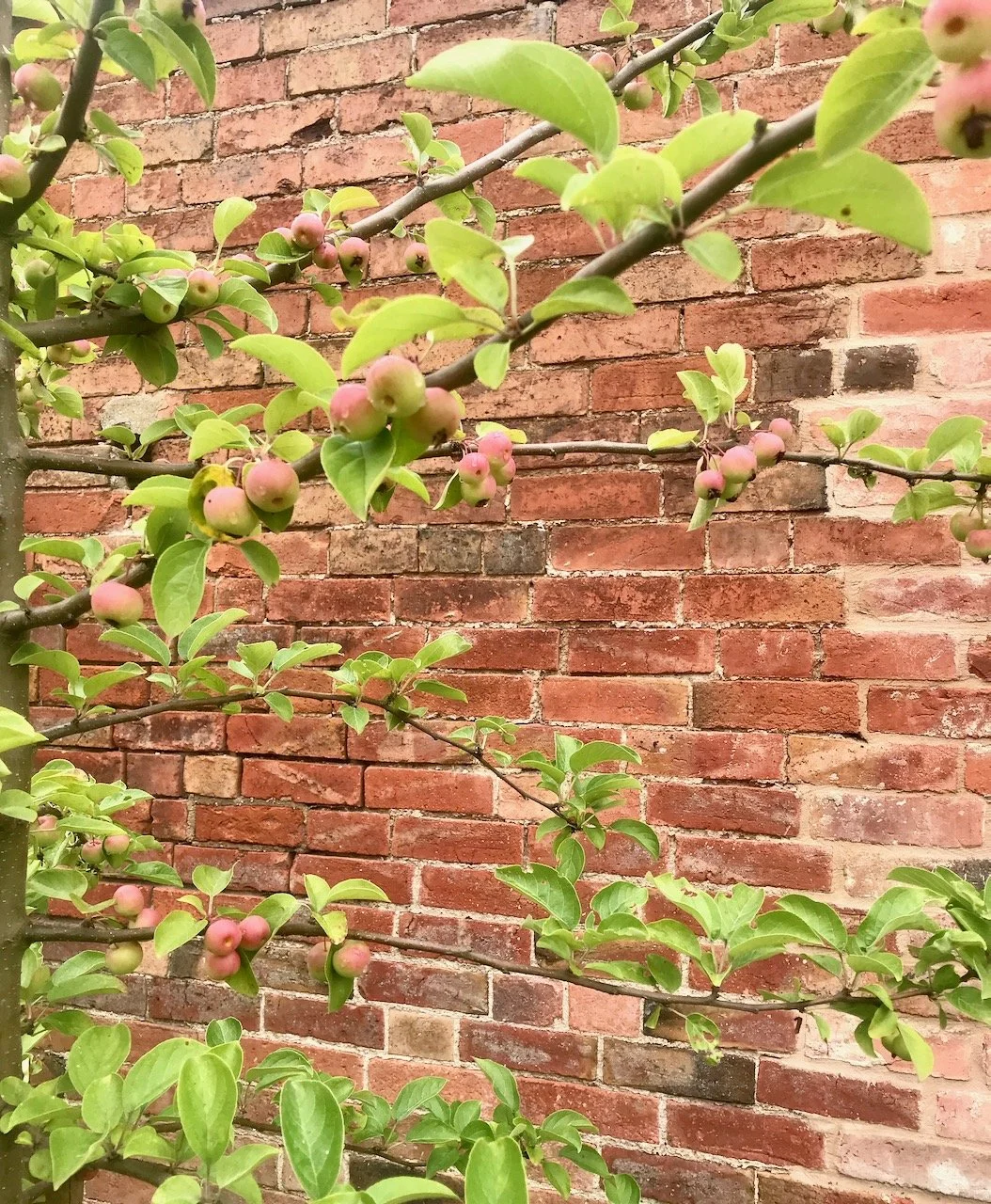 the tiny crab apples and tree against the wall at the back of our garden