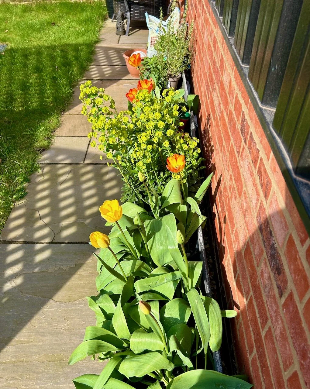 flowering tulips and euphorbias in the trough pots alongside the garage