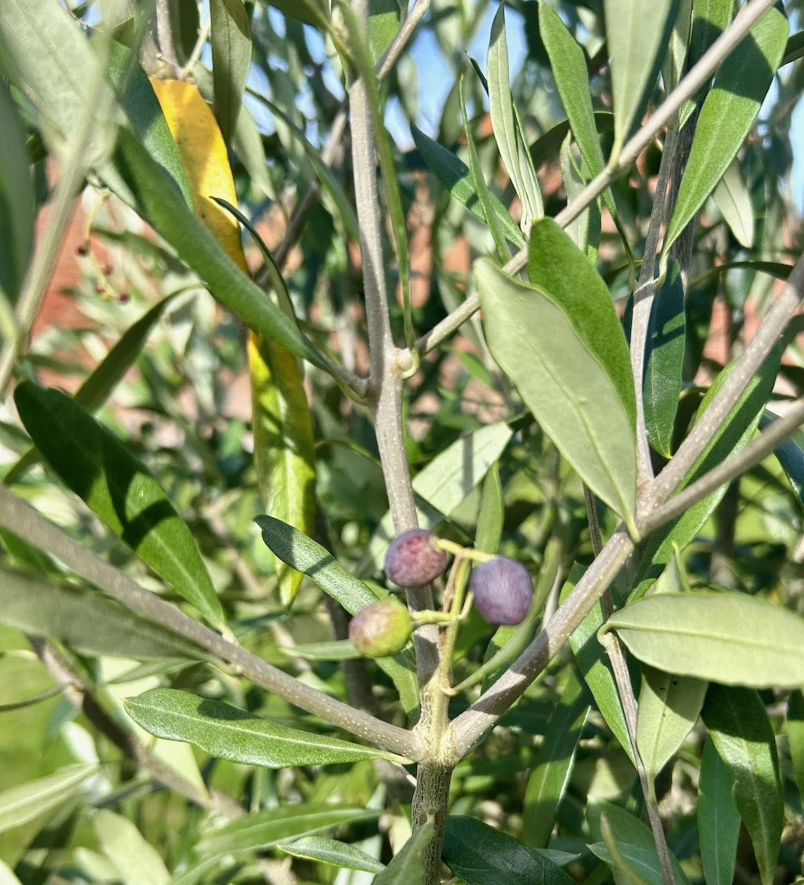 Olives ripening on our tree